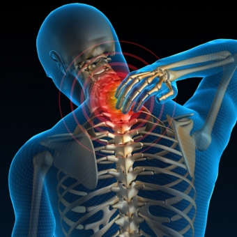 images/productimages/small/vertebrae7.jpg